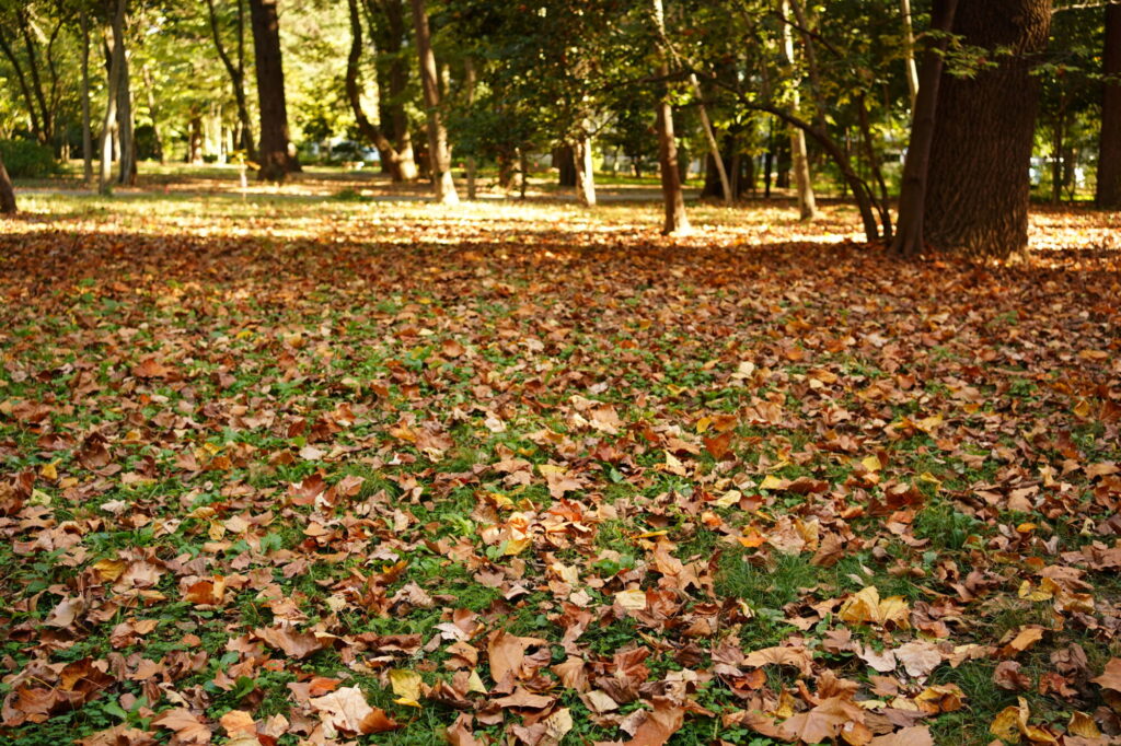 紅葉の落ち葉で敷き詰められた公園