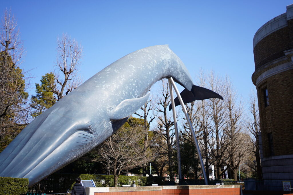 国立科学博物館の脇にあるシロナガスクジラの像