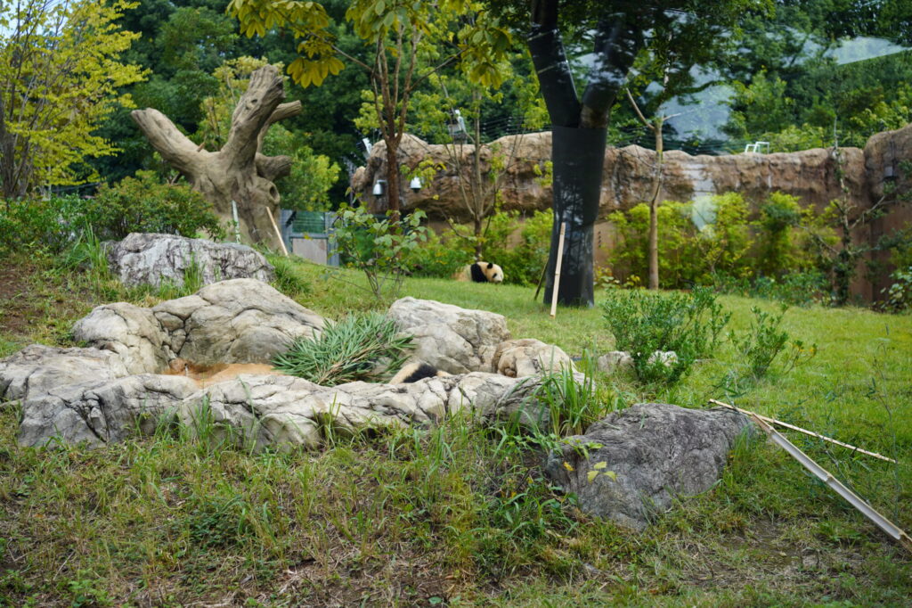 上野動物園のパンダ